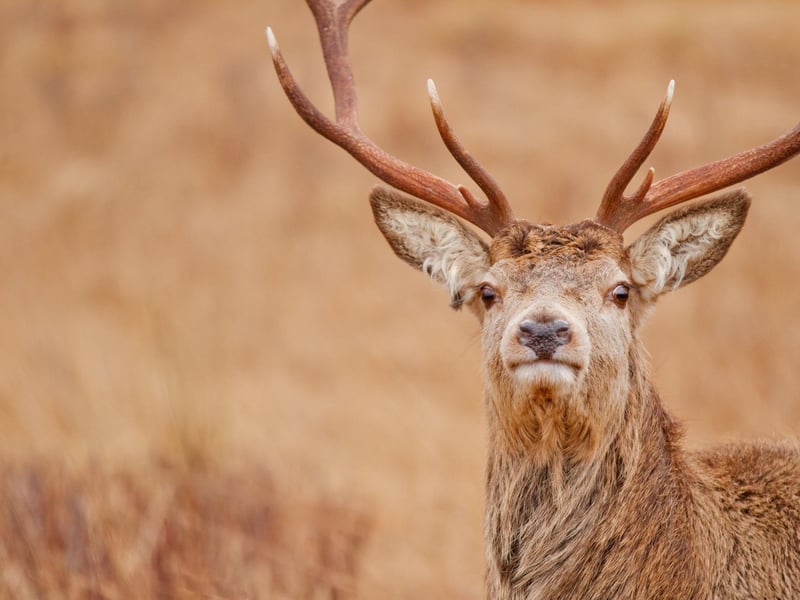 There's an unusual sight for visitors to catch in the Cairngorm Mountains around Aviemore - around 150 reindeer that make up Britain’s only free-ranging herd of the animals famous for guiding Santa's sleigh. Trips to go and see the fairly tame deer can be organised from the Reindeer Centre in Glenmore village, around six miles east of Aviemore.