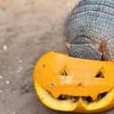 A resident tucks into a pumpkin at the Tropical Butterfly House