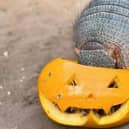 A resident tucks into a pumpkin at the Tropical Butterfly House
