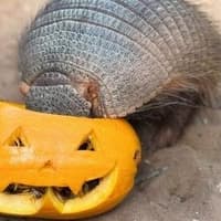 Spells, scales and pumpkin pals at the Tropical Butterfly House