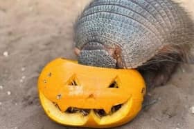 A resident tucks into a pumpkin at the Tropical Butterfly House