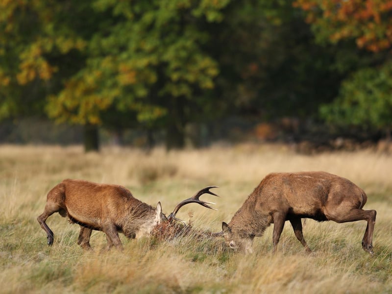 Forget the boxing ring, October in Scotland sees one of the most fascinating fighting spectacles as mature stags compete to for the right to mate with the most fertile females. It starts with aggressive vocal displays before escalating to the huge animals locking antlers. A guided tour into the Braes of Glenlivet, in the Cairngorms National Park, in the hours after dawn and before dusk perhaps offers the more memorable rutting encounters, while the deer-rich Island of Arran is the most accessible option.