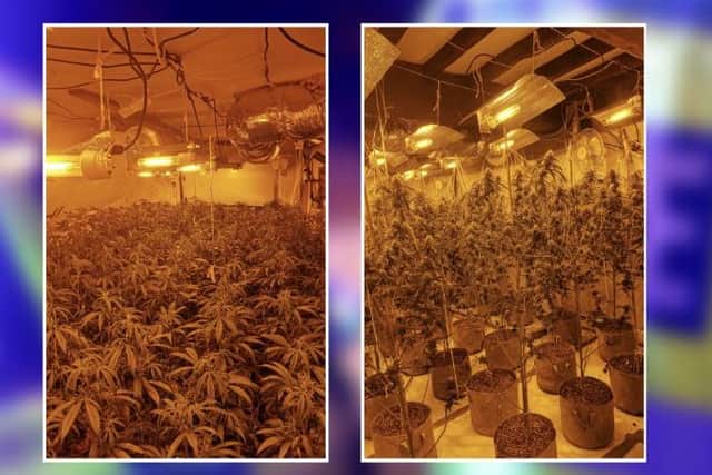 Cannabis found in seven rooms during a house raid in Upton.