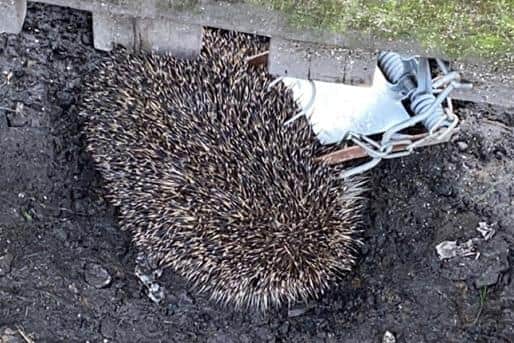 The hedgehog is receiving treatment from a vet after being caught in a trap in Clowne.