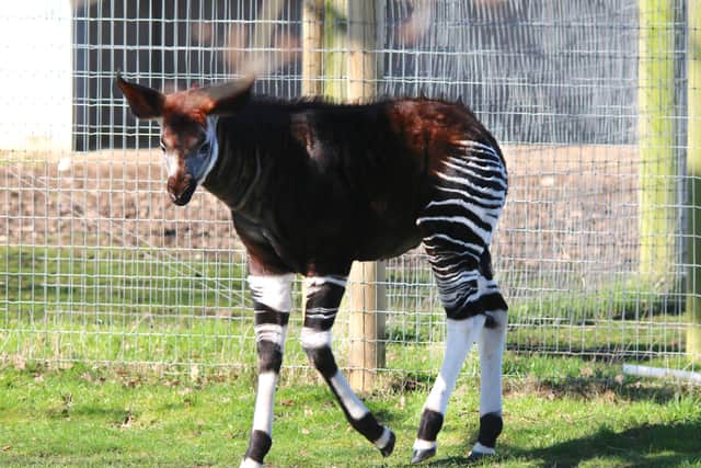 The okapi, often known as the forest giraffe, can grow up to five feet tall at the shoulder.