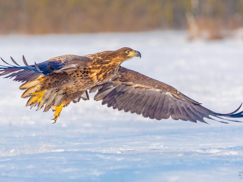 Many people think that the iconic Golden Eagle is Britain's largest bird but, with a windspan of up to 2.5 metres, the majestic Sea Eagle is bigger. Hunted to extinction in the 1800s, it was successfully reintroduced to Scotland from the 1970s. Your best chance of catching one of these winged giants is on the Island of Mull where they are regularly seen soaring high in the sky.