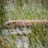 the charity has been assessing the impact of an application to extract pulverised fuel ash (PFA) from land next to Idle Valley Nature Reserve near Retford – its largest site where beavers were introduced. Picture: Hattie Lavender