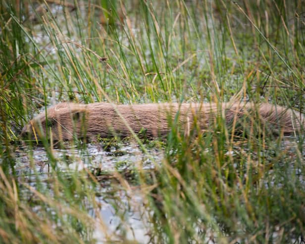 the charity has been assessing the impact of an application to extract pulverised fuel ash (PFA) from land next to Idle Valley Nature Reserve near Retford – its largest site where beavers were introduced. Picture: Hattie Lavender