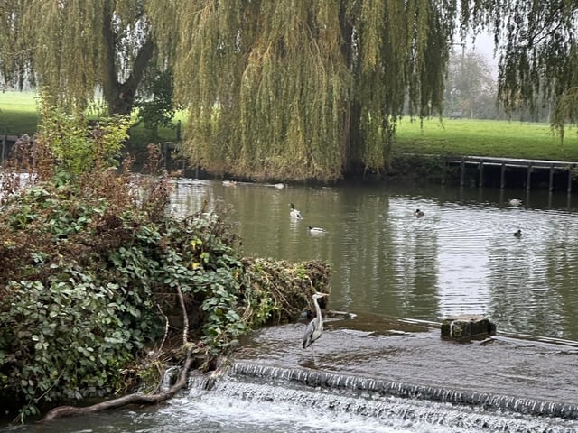The Mill Dam on Warsop Carrs is a stunning nature spot with a series of walking trails to explore.