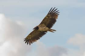 The bearded vulture has been sighted in the area.