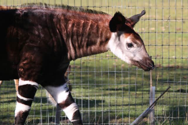 Mzimu was the first okapi to be born at Yorkshire Wildlife Park.