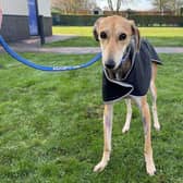 Meet Perry, a shy male Lurcher who needs a bit of company. The three year old is looking for a home which may have a a female dog to help build his confidence and bring him out of his shell.
Perry needs an experienced dog owner who understands that he will need a lot of time to settle in to his new home. He needs training in all areas and the RSPCA have advised he is not left alone for long periods.
Once Perry knows and trusts you, he has a cheeky personality and is very affectionate and loving. He may live with dogs but cannot live with cats
He may live with kind secondary school age children. https://rspca-radcliffe.org.uk/animal/Perry/