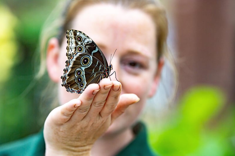 A fantastic mix of indoor and outdoor attractions await at the Tropical Butterfly House at North Anston. Pictured is animal keeper Laura Martin with an owl butterfly in at the new ecologically friendly hot house to home butterflies and tropical plants for visitors to see, (photographed by Tony Johnson. 6th June 2023)