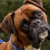 Meet Rupert, a six-year-old  male Boxer.
Rupert has a fantastic character, he is a playful boy who is always up to mischief. He is funny and boisterous, an absolute gem. Rupert will require training in most areas and gets easily distracted, so his recall isn’t the best. He loves his walks and being out and about and certainly doesn’t act his age. Rupert would definitely benefit living with an active family and someone who can be at home most of the time.Rupert is a special boy who has lots of love to share.
He  may live with cats, dogs and secondary school age children.
To adopt Rupert see: https://rspca-radcliffe.org.uk/animal/rupert/