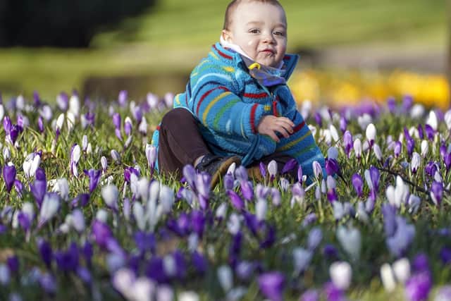 Spring in Hillsborough Park. 16-month-old Adur Fuertes enjyos the sun. Picture Scott Merrylees.