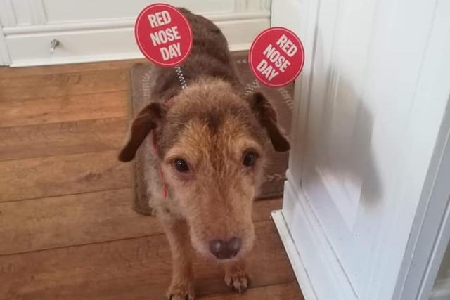 Who said Red Nose Day is just for humans? Lorraine's baby, Hollie, aged 11, wore a fun headband for the day - or at least for a photo.