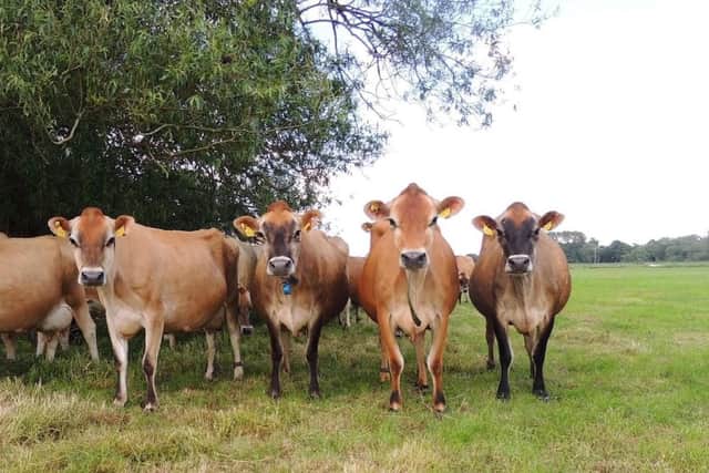 Manor Farm's Jersey cows