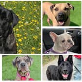 Franklin, Bodhi, Marshall, Ruby, Dottie and Shadow are just some of the gorgeous dogs searching for a new home at Helping Yorkshire Poundies.