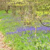 Lynda Blackshaw from Worksop captured this beautiful shot of a carpet of bluebells in Clumber Park.