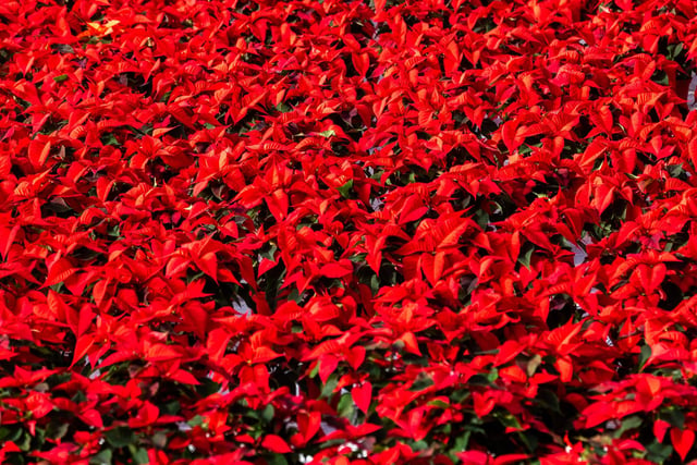 More than 5,000 poinsettias were planted in summer ahead of Christmas.