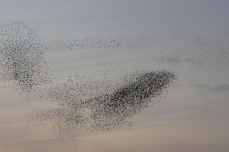 One of the most spectacular wildlife spectacles in the UK, murmurations are formed when thousands of starlings flock for a communal night-time roost, forming remarkable hypnotic clouds of swooping, swirling birds. While they can be seen as early as September, November is the best time to see this phenomenon, and one of the most popular places to view murmurations is in the town of Gretna Green on the Scottish border with England.