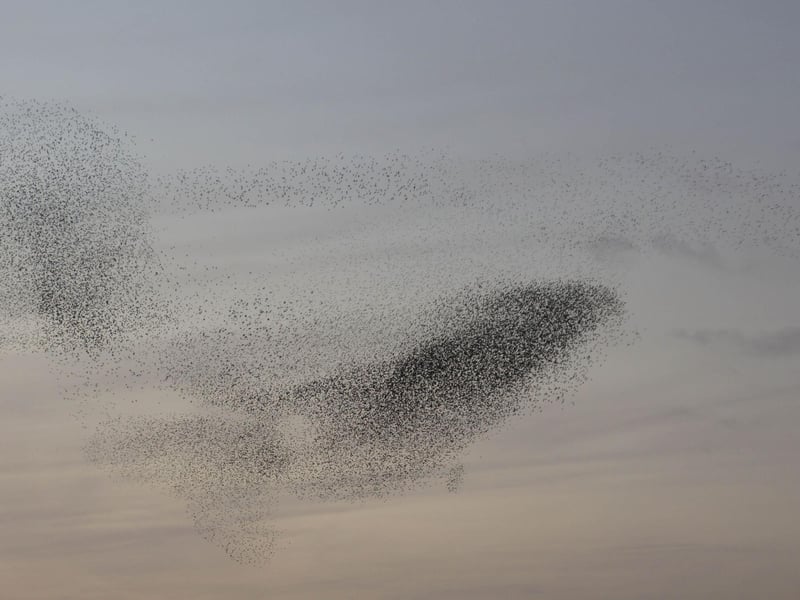 One of the most spectacular wildlife spectacles in the UK, murmurations are formed when thousands of starlings flock for a communal night-time roost, forming remarkable hypnotic clouds of swooping, swirling birds. While they can be seen as early as September, November is the best time to see this phenomenon, and one of the most popular places to view murmurations is in the town of Gretna Green on the Scottish border with England.