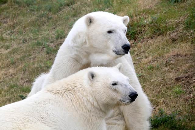 Yuma and Indie, Polar Bears at Yorkshire Wildlife Park