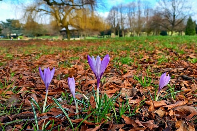 ​​The arrival of the crocuses is clearly imminent at Mansfield's Carr Bank Park. The photo was taken by Michael Parrott.