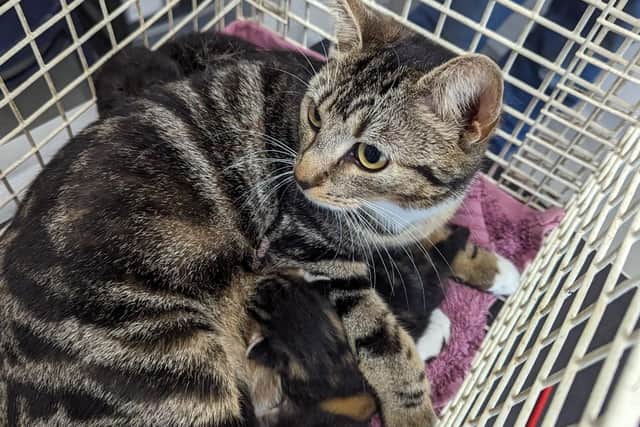 In July, near Worksop, a female cat and her four newborn kittens were found abandoned in a crisp packet box under a tree. They were found dumped in a Skips crisp box wrapped in gaffer tape.