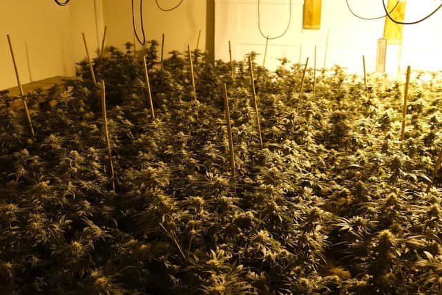 A raid of a Retford property uncovered 700 cannabis plants.