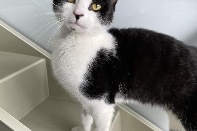Bru - C is brilliant. This lively little lad is looking for a new home where he can stretch his legs and be the energetic young cat he is! Bru - C could live with children in his new home as he has done previously, however, he would prefer to be the only cat.