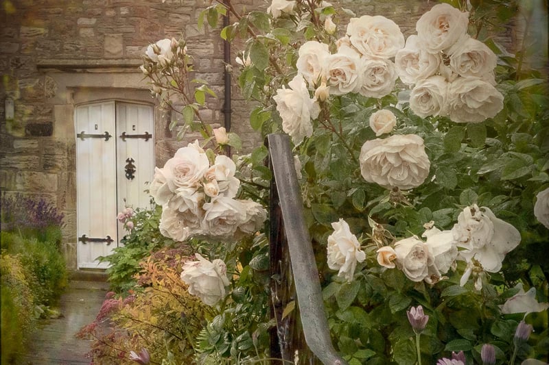 The Rose Garden, by Jane Coltman.