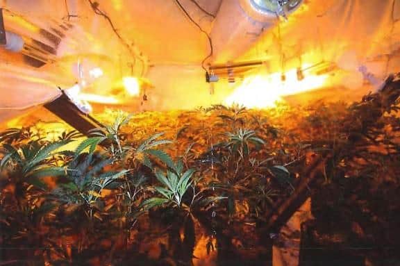 The whole house had been kitted out for the purpose of growing cannabis, with around 300 plants found within at various stages of growth.