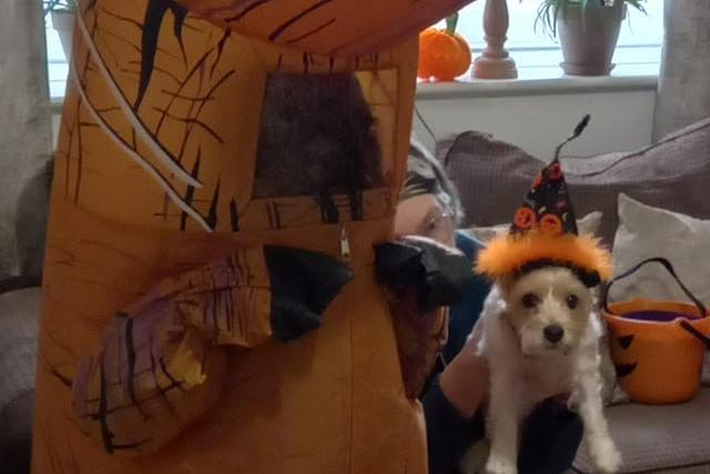 Who said Halloween was just for humans! Photo: Jo Yiallourou