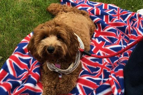 Councillor Tony Eaton's dog Luna enjoyed the Royal celebrations
