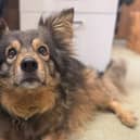Gizmo is a loving and loyal dog, aged 10. This long-staying resident at the sanctuary is seeking a forever home.