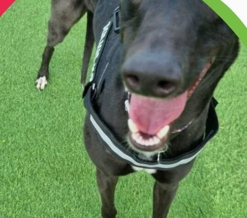 An almost 2-year-old greyhound, Cheryl is lovely, friendly and would be brilliant fun to have around at home.