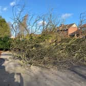 A tree has fallen in Carlton Road, Worksop. (Picture: Simon Greaves).