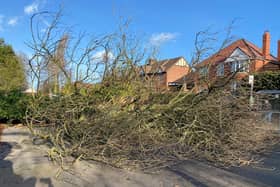 A tree has fallen in Carlton Road, Worksop. (Picture: Simon Greaves).