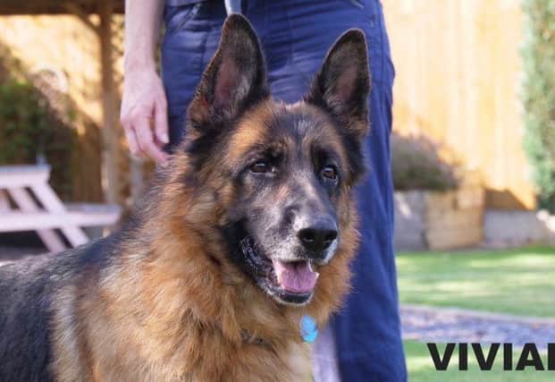 Meet Viviana. She is still waiting for that special person to change her life. She is a five-year-old German Shepherd Dog. This beautiful affectionate lady is playful and has bounds of energy. She is looking for an active family with experience of large breeds and are able to continue her training in all area’s including possible house-training. She loves attention and enjoys human company, she would prefer someone at home most of the time. 
Viviana is a confident, loving dog and in the right home will make a fantastic, loyal companion.  She cannot live with cats or other dogs, but may live with secondary school age children. 
See: https://rspca-radcliffe.org.uk/animal/viviana/