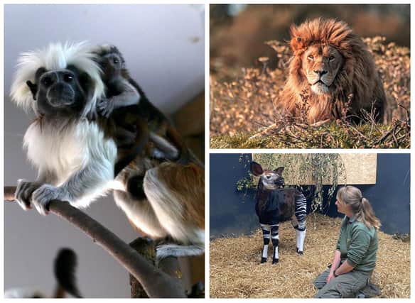 As another momentous year at Yorkshire Wildlife Park draws to an end, the award-winning park reflects on its successes in animal conservation and its progress as a visitor attraction.