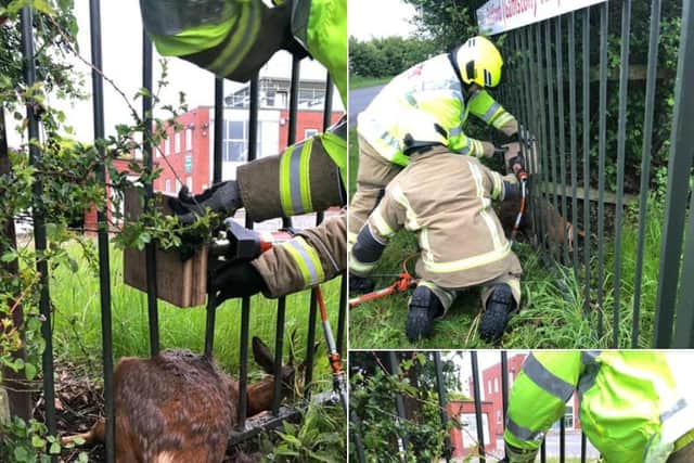 Firefighters work to release the deer that had got trapped in railings. (Picture: Notts Fire and Rescue)