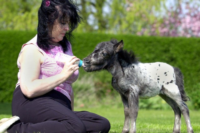 Sheila White of North Wheatley near Retford, with a miniature pony, who was abandoned by his mother and had to be bottle fed every hour.  May 2001.