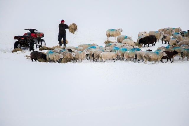 A farmer feeds his sheep near Hartington in Peak District after heavy snowfall.
