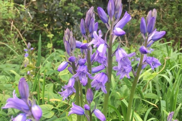 A lovely offering from Kim Welberry shows these bluebells looking good in Lea.