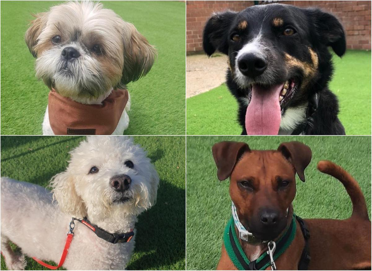 Here are 13 rescue dogs near Worksop searching for their forever homes |  Worksop Guardian