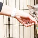 Hand of a woman petting a scared and shy cat that is lying in a cage at a shelter. Photo by Susan Schmitz, iStock/Getty Images.