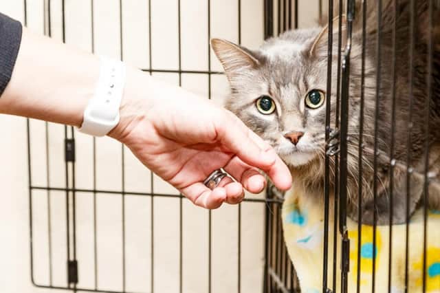 Hand of a woman petting a scared and shy cat that is lying in a cage at a shelter. Photo by Susan Schmitz, iStock/Getty Images.