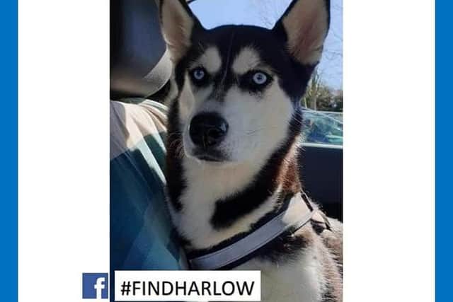 Harlow the husky is missing from Retford area.