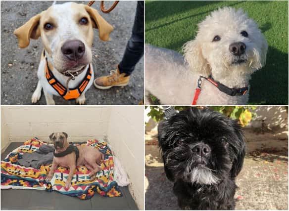 There are thirteen rescue dogs at Thornberry Animal Sanctuary in Rotherham all searching for their forever homes